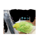 鉱物＆インコスタンプ（個別スタンプ：8）
