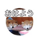 2匹のしばいぬ！日常会話2‗大きめ文字（個別スタンプ：1）