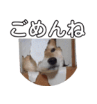 2匹のしばいぬ！日常会話2‗大きめ文字（個別スタンプ：2）