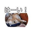 2匹のしばいぬ！日常会話2‗大きめ文字（個別スタンプ：3）