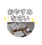 2匹のしばいぬ！日常会話2‗大きめ文字（個別スタンプ：4）