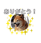 2匹のしばいぬ！日常会話2‗大きめ文字（個別スタンプ：5）