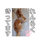 2匹のしばいぬ！日常会話2‗大きめ文字（個別スタンプ：6）