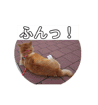 2匹のしばいぬ！日常会話2‗大きめ文字（個別スタンプ：7）