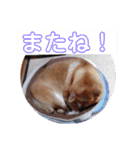 2匹のしばいぬ！日常会話2‗大きめ文字（個別スタンプ：8）