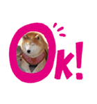 2匹のしばいぬ！日常会話2‗大きめ文字（個別スタンプ：9）