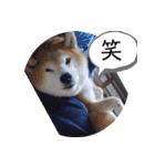 2匹のしばいぬ！日常会話2‗大きめ文字（個別スタンプ：11）