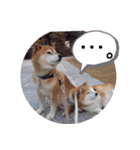 2匹のしばいぬ！日常会話2‗大きめ文字（個別スタンプ：13）