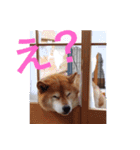 2匹のしばいぬ！日常会話2‗大きめ文字（個別スタンプ：17）