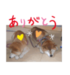 2匹のしばいぬ！日常会話2‗大きめ文字（個別スタンプ：22）