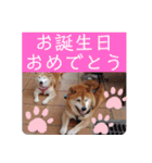 2匹のしばいぬ！日常会話2‗大きめ文字（個別スタンプ：23）