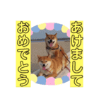 2匹のしばいぬ！日常会話2‗大きめ文字（個別スタンプ：24）