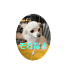GAJU STAMP vol.4（個別スタンプ：1）