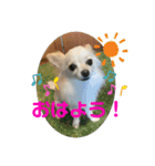 GAJU STAMP vol.4（個別スタンプ：2）