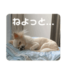 GAJU STAMP vol.4（個別スタンプ：4）