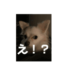GAJU STAMP vol.4（個別スタンプ：7）