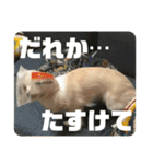 GAJU STAMP vol.4（個別スタンプ：15）