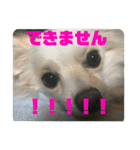GAJU STAMP vol.4（個別スタンプ：16）