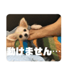 GAJU STAMP vol.4（個別スタンプ：18）