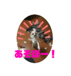 GAJU STAMP vol.4（個別スタンプ：19）