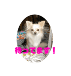 GAJU STAMP vol.4（個別スタンプ：20）