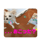 GAJU STAMP vol.4（個別スタンプ：21）