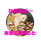 GAJU STAMP vol.4（個別スタンプ：22）