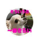 GAJU STAMP vol.4（個別スタンプ：23）