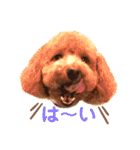 トイプードルとうさぎ（個別スタンプ：2）