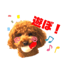 トイプードルとうさぎ（個別スタンプ：3）