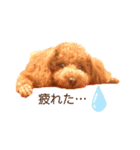 トイプードルとうさぎ（個別スタンプ：4）