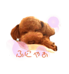 トイプードルとうさぎ（個別スタンプ：5）