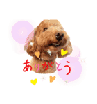 トイプードルとうさぎ（個別スタンプ：6）