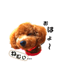 トイプードルとうさぎ（個別スタンプ：7）