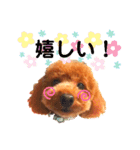 トイプードルとうさぎ（個別スタンプ：10）