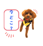 トイプードルとうさぎ（個別スタンプ：15）