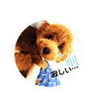トイプードルとうさぎ（個別スタンプ：22）