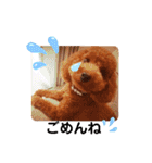 トイプードルとうさぎ（個別スタンプ：23）