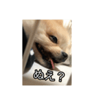 林家のペット達（個別スタンプ：2）