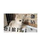林家のペット達（個別スタンプ：6）