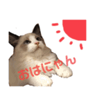 ラグドールの子猫シェルちゃんスタンプ（個別スタンプ：1）