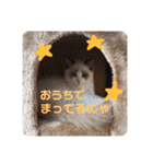 ラグドールの子猫シェルちゃんスタンプ（個別スタンプ：3）
