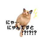 ラグドールの子猫シェルちゃんスタンプ（個別スタンプ：4）