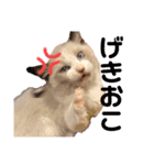 ラグドールの子猫シェルちゃんスタンプ（個別スタンプ：5）