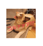 ラグドールの子猫シェルちゃんスタンプ（個別スタンプ：6）