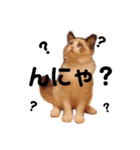 ラグドールの子猫シェルちゃんスタンプ（個別スタンプ：10）
