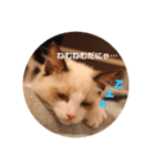 ラグドールの子猫シェルちゃんスタンプ（個別スタンプ：11）