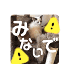 ラグドールの子猫シェルちゃんスタンプ（個別スタンプ：13）
