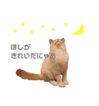 ラグドールの子猫シェルちゃんスタンプ（個別スタンプ：15）