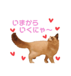 ラグドールの子猫シェルちゃんスタンプ（個別スタンプ：16）